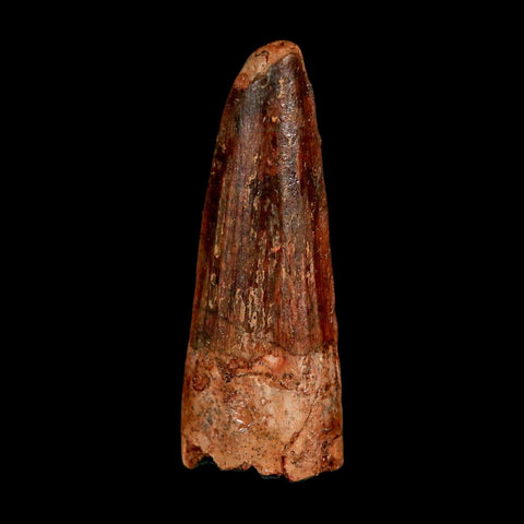 1.6" Spinosaurus Fossil Tooth 100 Million Years Old Cretaceous Dinosaur COA Stand