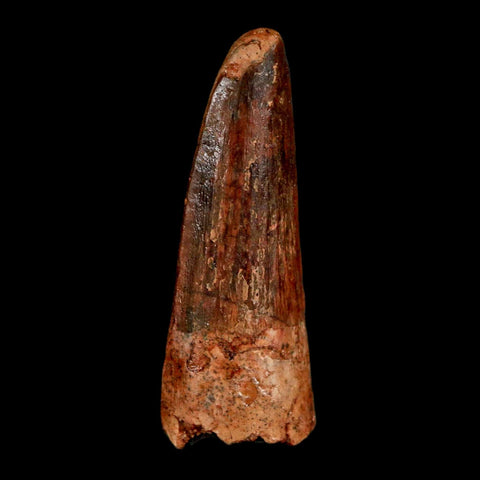 1.6" Spinosaurus Fossil Tooth 100 Million Years Old Cretaceous Dinosaur COA Stand