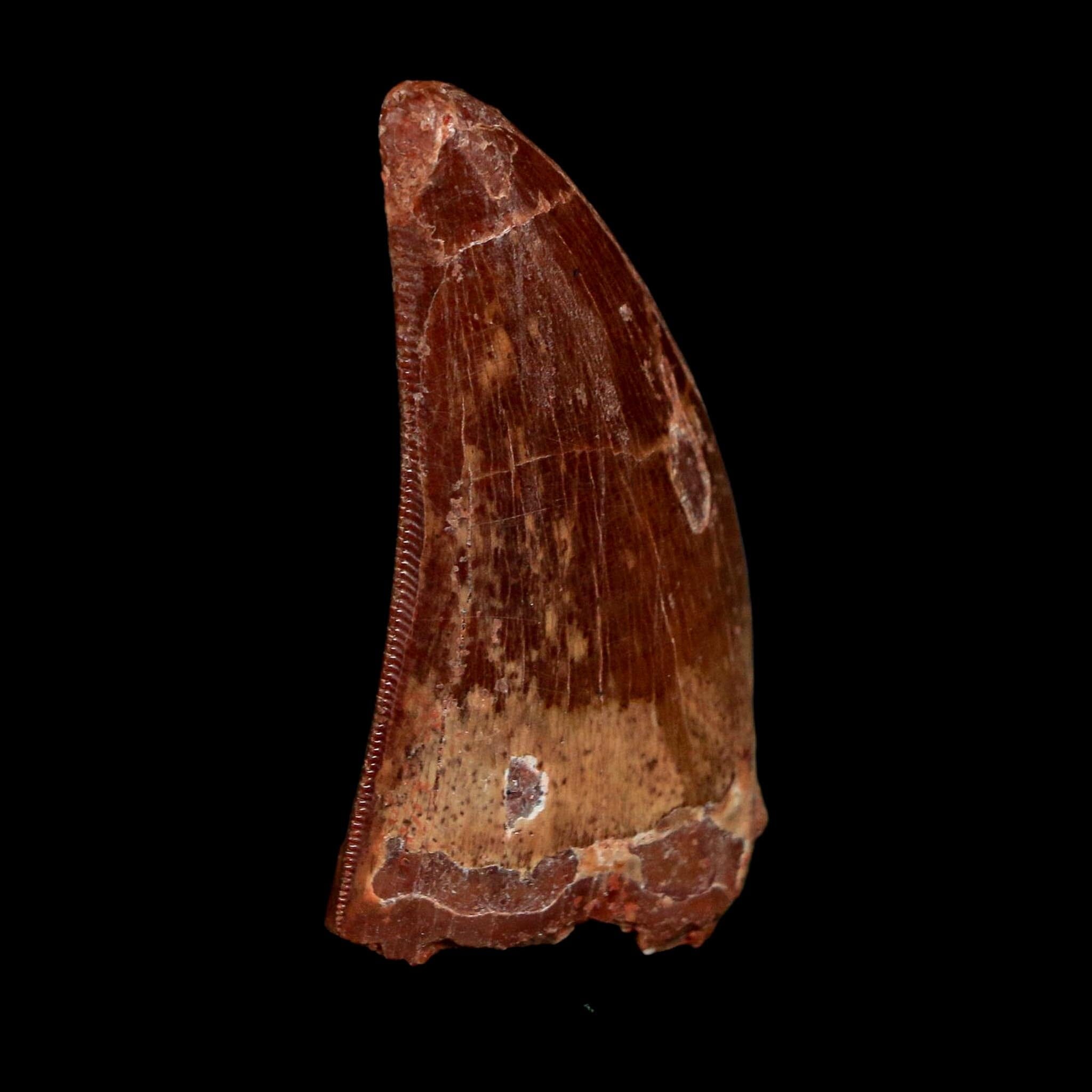 1.7" Carcharodontosaurus Fossil Tooth Cretaceous Dinosaur Morocco COA Stand - Fossil Age Minerals
