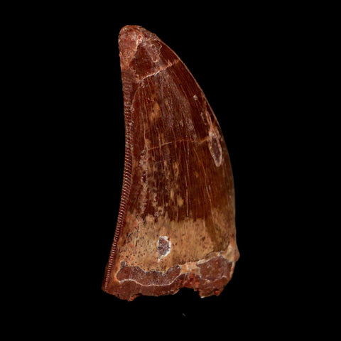 1.7" Carcharodontosaurus Fossil Tooth Cretaceous Dinosaur Morocco COA Stand