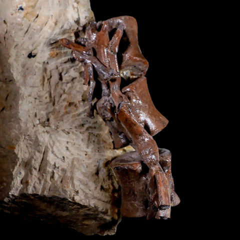 5" Corythosaurus Dinosaur Fossil Tail Vertebrae Bones And Tendons In Matrix COA - Fossil Age Minerals