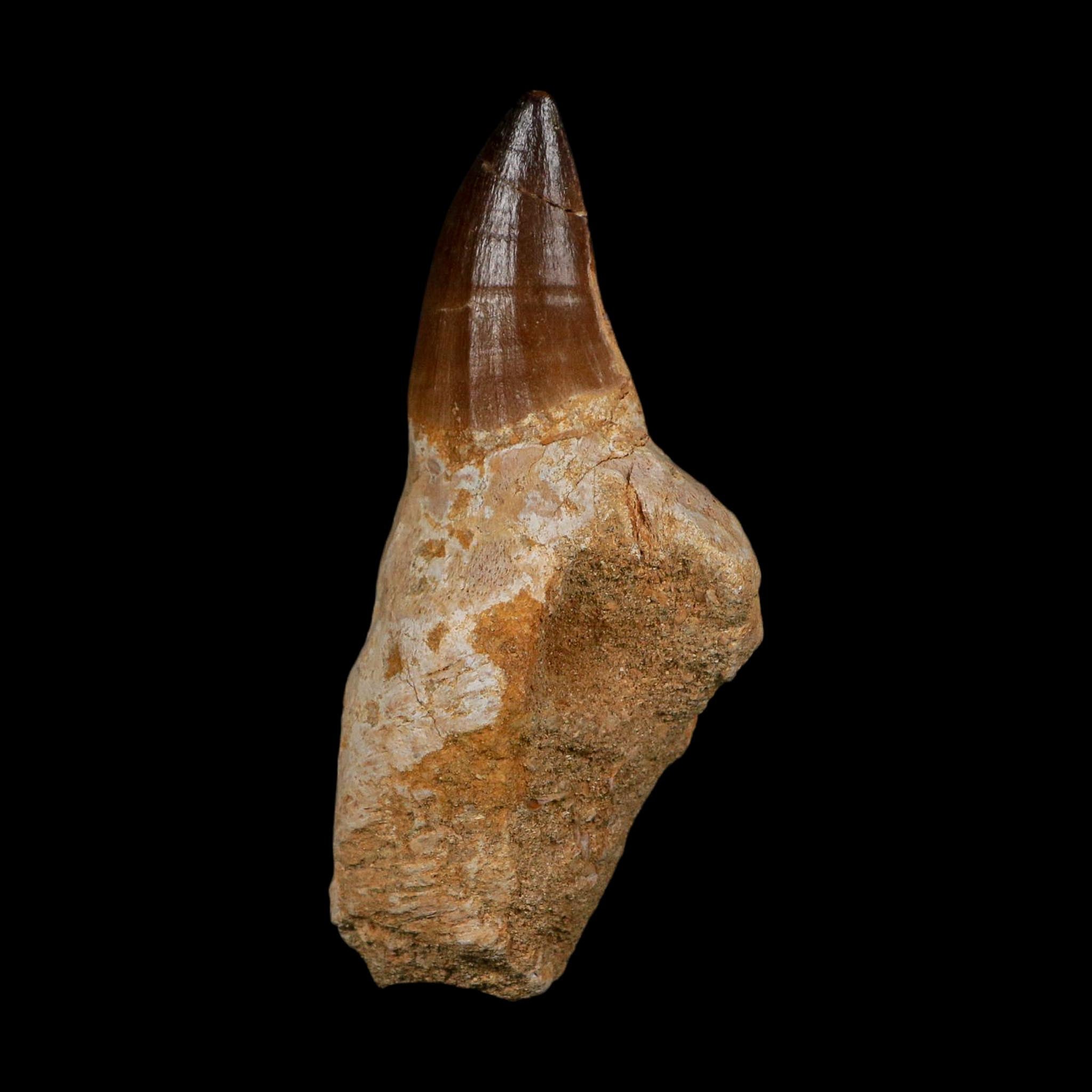 XL 3.8" Mosasaur Prognathodon Fossil Tooth Rooted Cretaceous Dinosaur Era COA