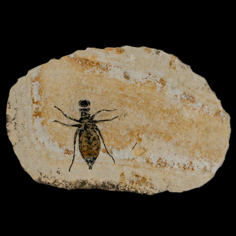 0.7" Dragonfly Larvae Fossil Libellula Doris Plate Upper Miocene Piemont Italy Display - Fossil Age Minerals