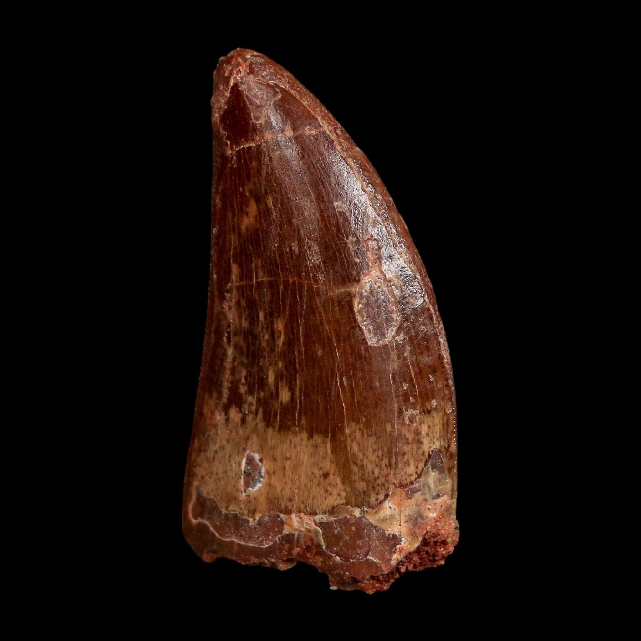1.7" Carcharodontosaurus Fossil Tooth Cretaceous Dinosaur Morocco COA Stand - Fossil Age Minerals