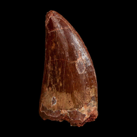 1.7" Carcharodontosaurus Fossil Tooth Cretaceous Dinosaur Morocco COA Stand