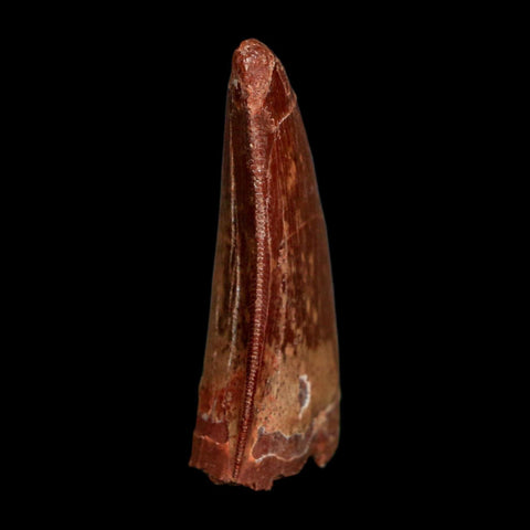1.7" Carcharodontosaurus Fossil Tooth Cretaceous Dinosaur Morocco COA Stand