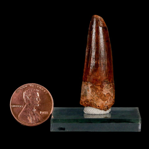 1.6" Spinosaurus Fossil Tooth 100 Million Years Old Cretaceous Dinosaur COA Stand