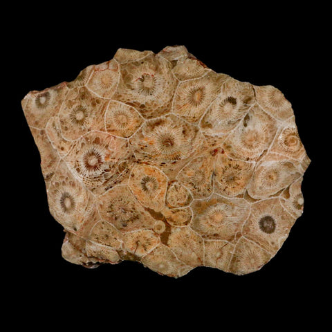 4.1" Polished Hexagonaria Coral Fossil Devonian Age 350 Million Yrs Old Morocco - Fossil Age Minerals