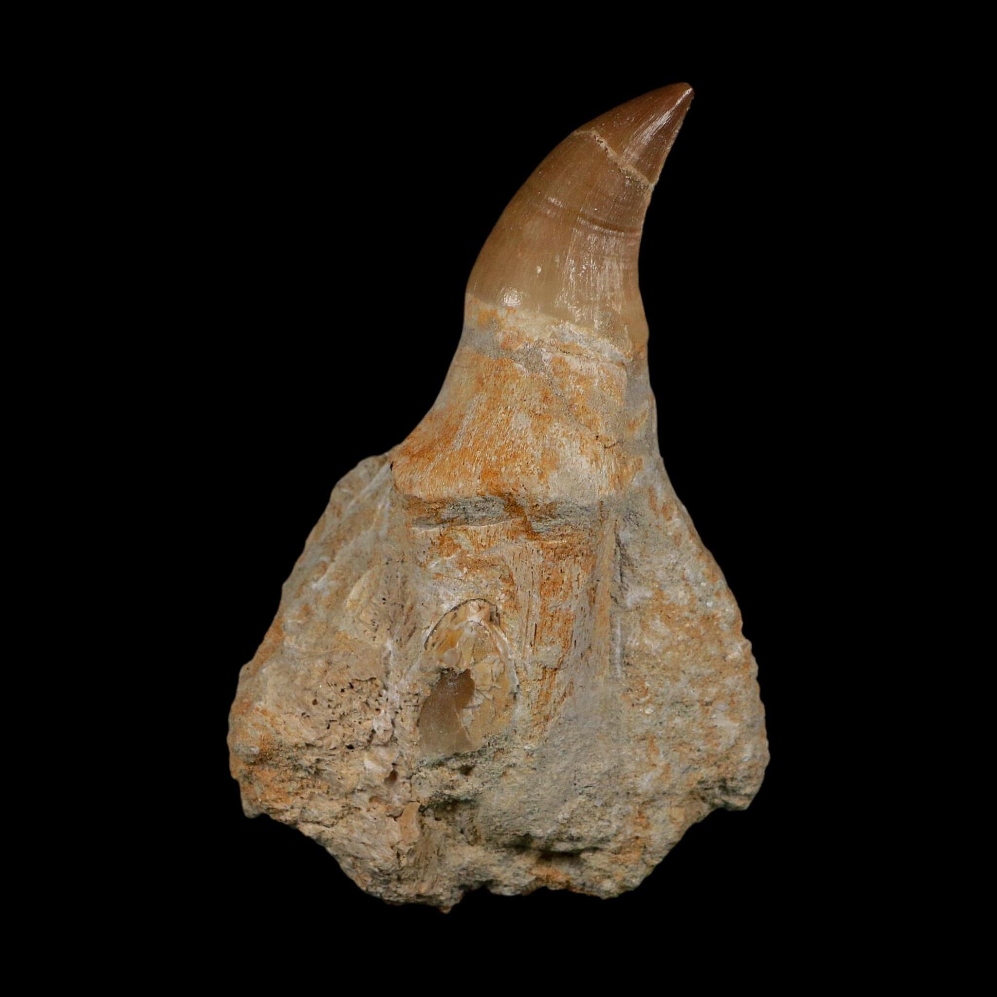XL 4.1" Mosasaur Prognathodon Fossil Tooth Rooted Cretaceous Dinosaur Era COA