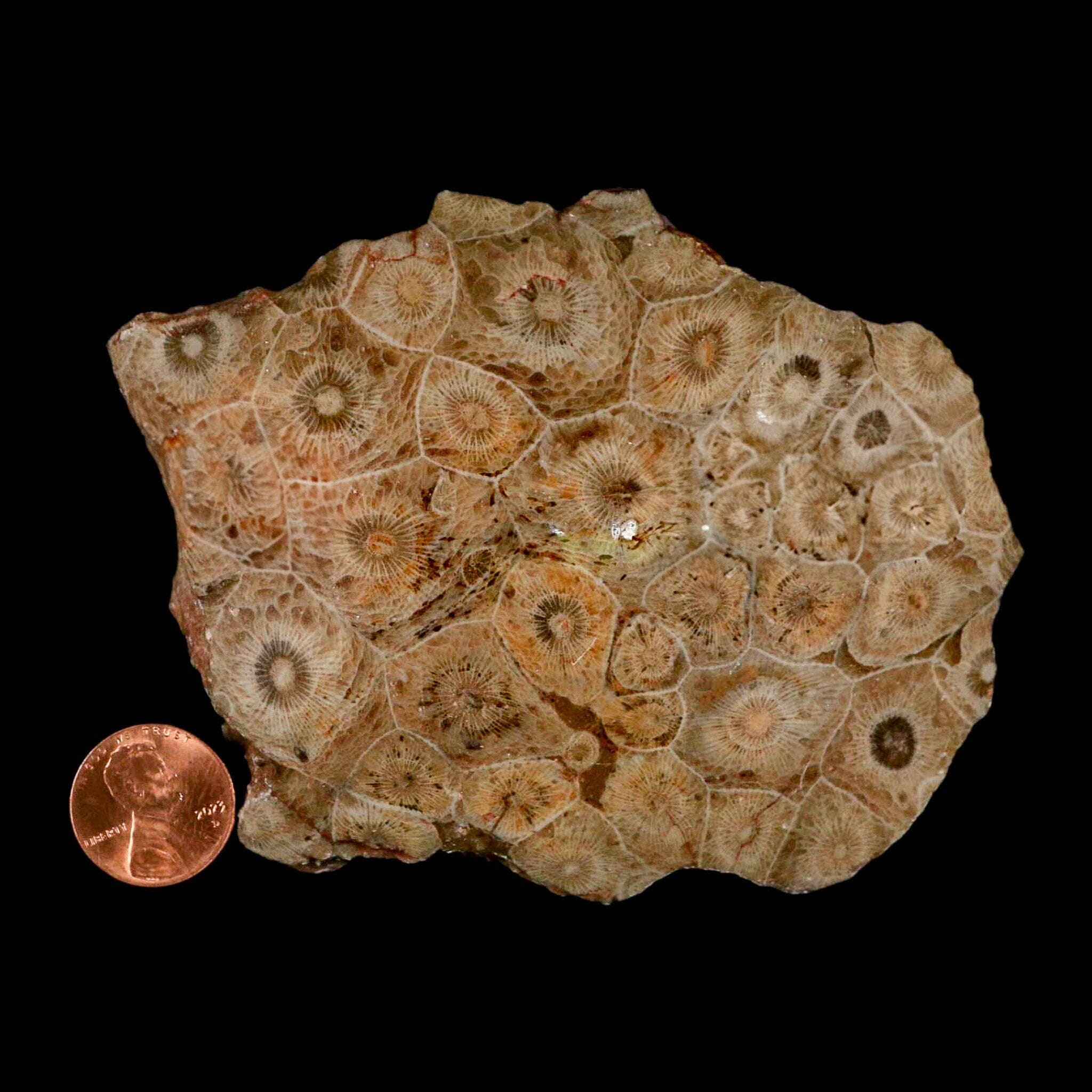 4.1" Polished Hexagonaria Coral Fossil Devonian Age 350 Million Yrs Old Morocco - Fossil Age Minerals