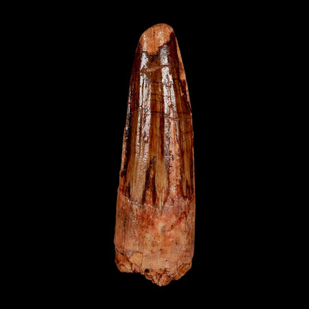1.9" Spinosaurus Fossil Tooth 100 Million Years Old Cretaceous Dinosaur COA Stand