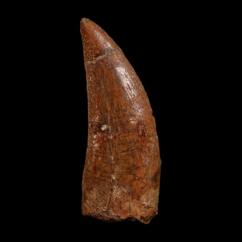 2" Carcharodontosaurus Fossil Tooth Cretaceous Dinosaur Morocco COA Stand