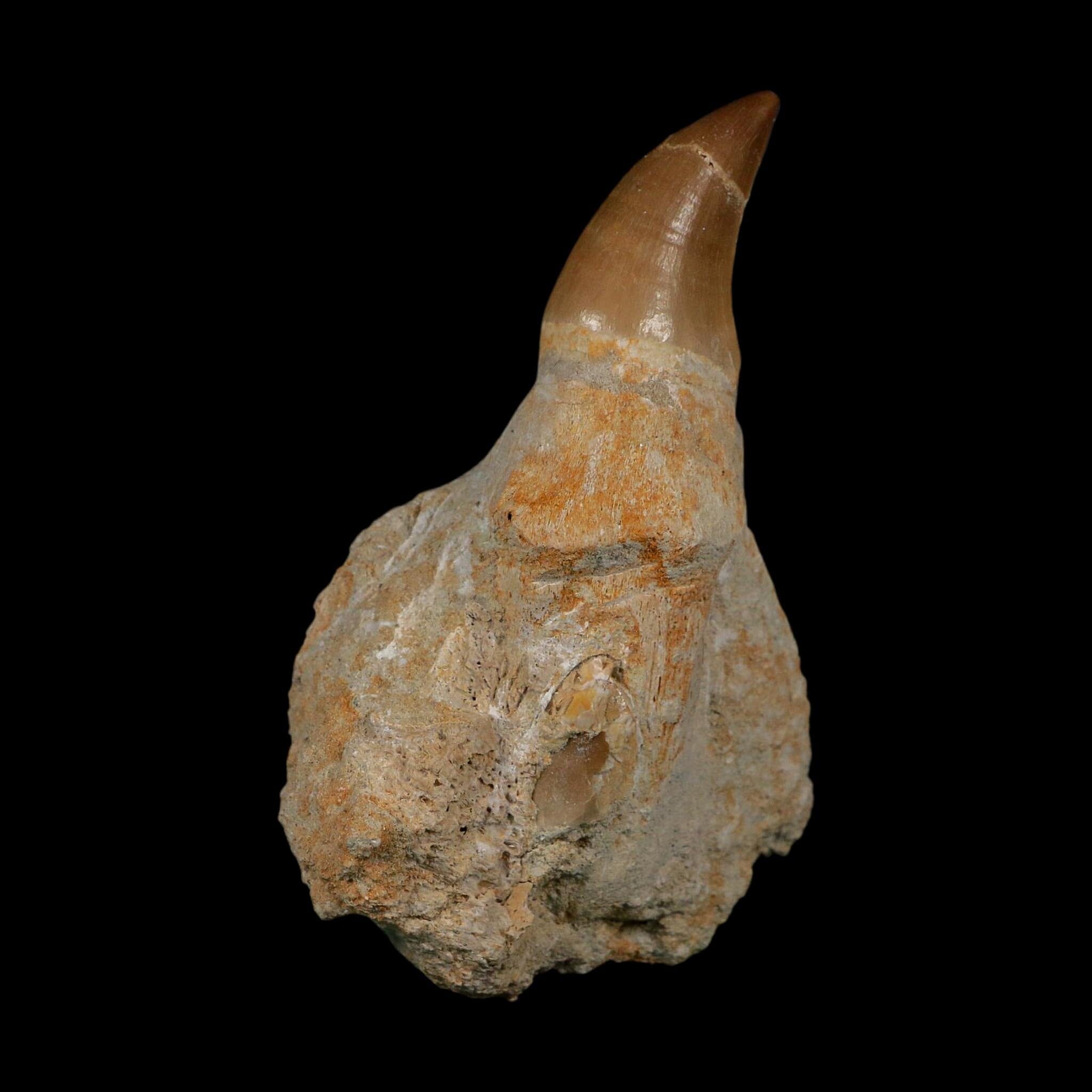 XL 4.1" Mosasaur Prognathodon Fossil Tooth Rooted Cretaceous Dinosaur Era COA