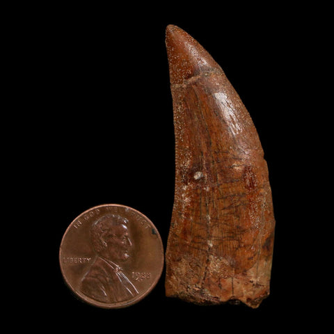 2" Carcharodontosaurus Fossil Tooth Cretaceous Dinosaur Morocco COA Stand