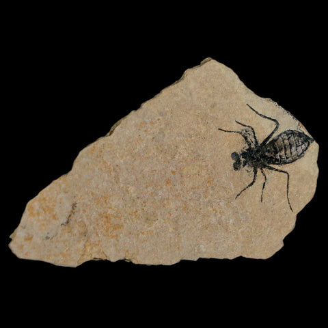 0.9" Dragonfly Larvae Fossil Libellula Doris Plate Upper Miocene Piemont Italy Display - Fossil Age Minerals