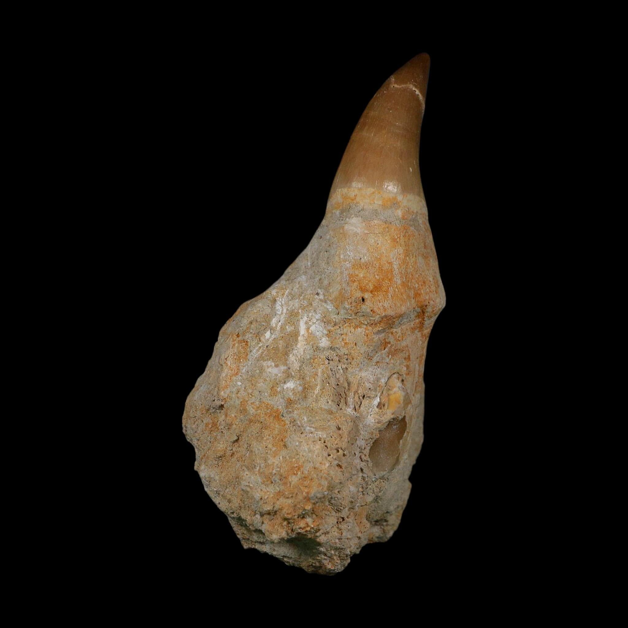XL 4.1" Mosasaur Prognathodon Fossil Tooth Rooted Cretaceous Dinosaur Era COA