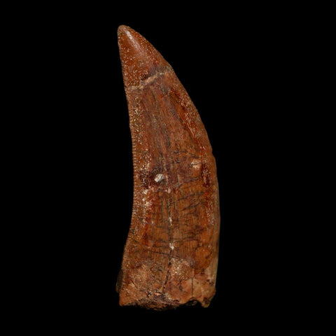 2" Carcharodontosaurus Fossil Tooth Cretaceous Dinosaur Morocco COA Stand