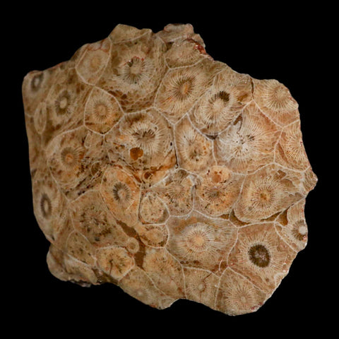 4.1" Polished Hexagonaria Coral Fossil Devonian Age 350 Million Yrs Old Morocco - Fossil Age Minerals