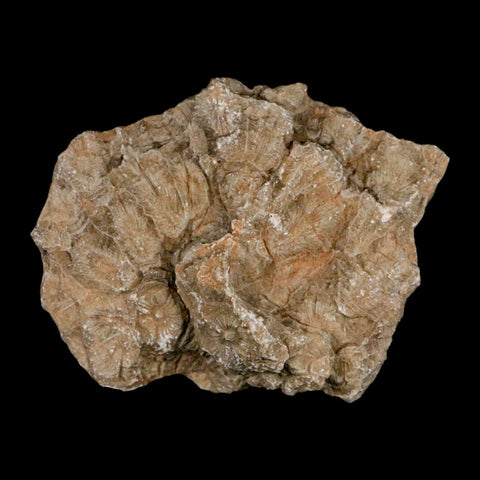 4.1" Polished Hexagonaria Coral Fossil Devonian Age 350 Million Yrs Old Morocco - Fossil Age Minerals