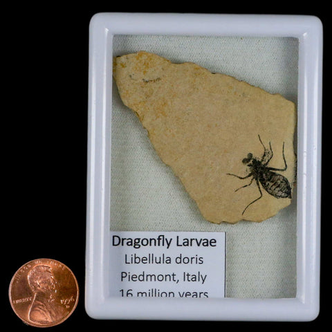 0.9" Dragonfly Larvae Fossil Libellula Doris Plate Upper Miocene Piemont Italy Display - Fossil Age Minerals