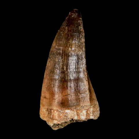 1.9" Mosasaur Hoffmanni Fossil Tooth Cretaceous Dinosaur Era COA & Stand - Fossil Age Minerals