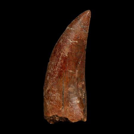 2" Carcharodontosaurus Fossil Tooth Cretaceous Dinosaur Morocco COA Stand
