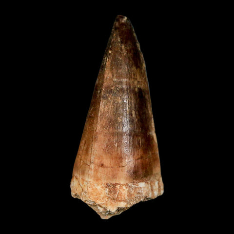 1.9" Mosasaur Hoffmanni Fossil Tooth Cretaceous Dinosaur Era COA & Stand - Fossil Age Minerals