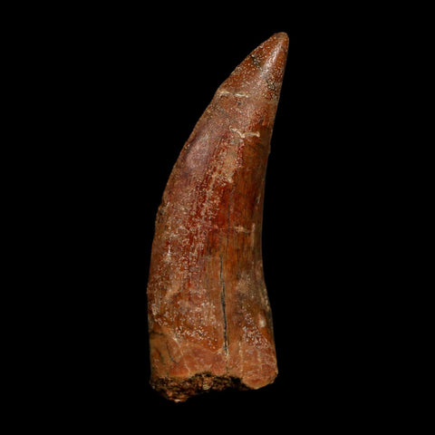 2" Carcharodontosaurus Fossil Tooth Cretaceous Dinosaur Morocco COA Stand