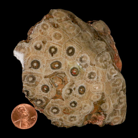3.9" Polished Hexagonaria Coral Fossil Devonian Age 350 Million Yrs Old Morocco - Fossil Age Minerals