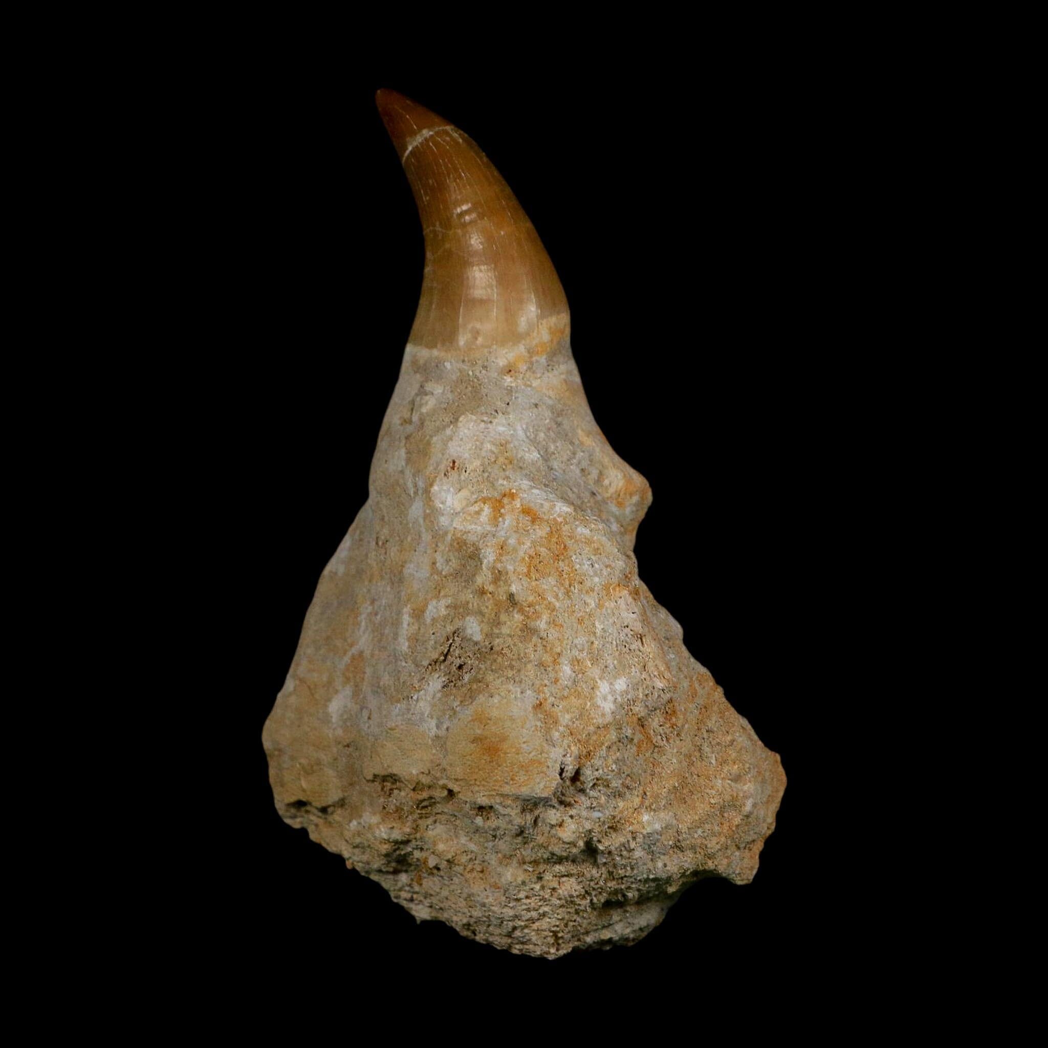 XL 4.1" Mosasaur Prognathodon Fossil Tooth Rooted Cretaceous Dinosaur Era COA