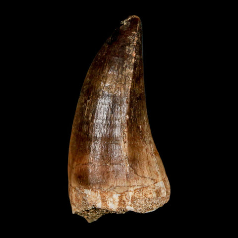 1.9" Mosasaur Hoffmanni Fossil Tooth Cretaceous Dinosaur Era COA & Stand - Fossil Age Minerals