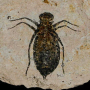 0.9" Dragonfly Larvae Fossil Libellula Doris Plate Upper Miocene Piemont Italy Display