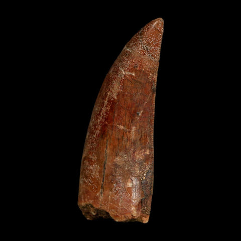 2" Carcharodontosaurus Fossil Tooth Cretaceous Dinosaur Morocco COA Stand