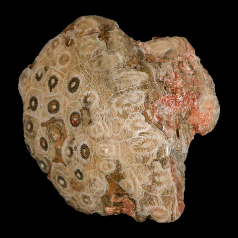 3.9" Polished Hexagonaria Coral Fossil Devonian Age 350 Million Yrs Old Morocco - Fossil Age Minerals