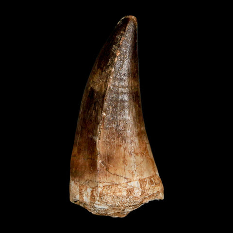 1.9" Mosasaur Hoffmanni Fossil Tooth Cretaceous Dinosaur Era COA & Stand - Fossil Age Minerals