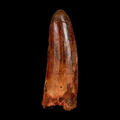 1.6" Spinosaurus Fossil Tooth 100 Million Years Old Cretaceous Dinosaur COA Stand