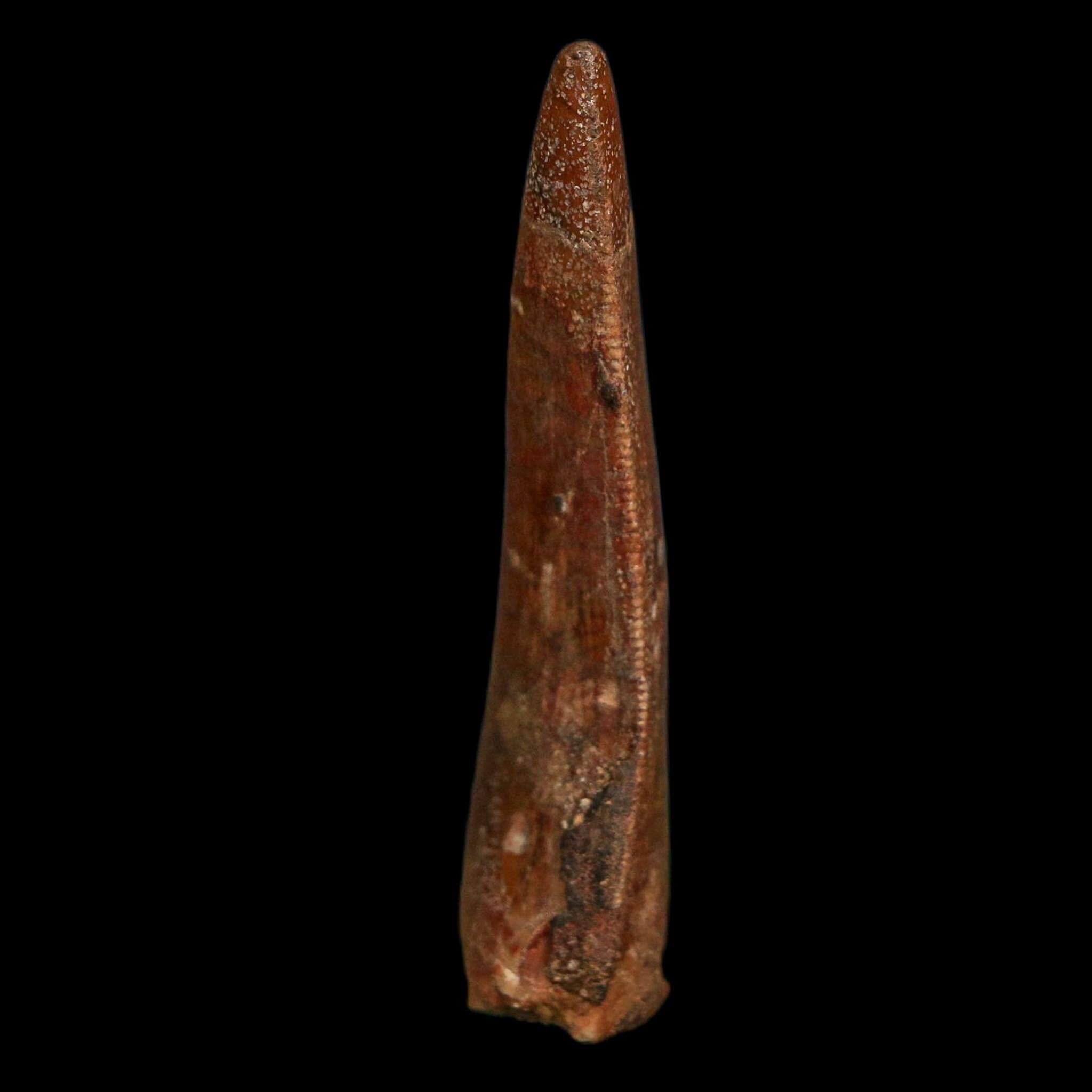2" Carcharodontosaurus Fossil Tooth Cretaceous Dinosaur Morocco COA Stand - Fossil Age Minerals