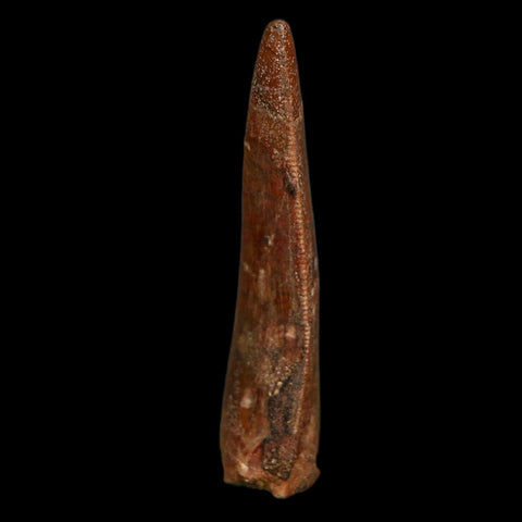 2" Carcharodontosaurus Fossil Tooth Cretaceous Dinosaur Morocco COA Stand