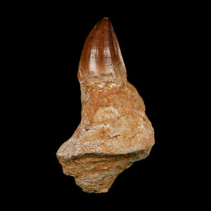 XL 3.8