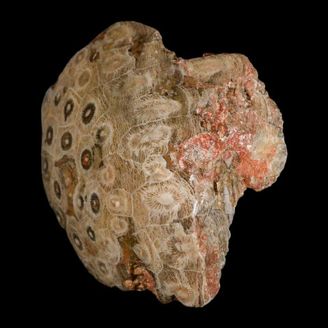 3.9" Polished Hexagonaria Coral Fossil Devonian Age 350 Million Yrs Old Morocco - Fossil Age Minerals