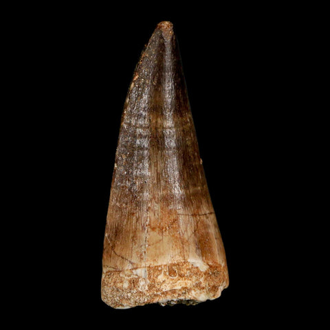 1.9" Mosasaur Hoffmanni Fossil Tooth Cretaceous Dinosaur Era COA & Stand - Fossil Age Minerals