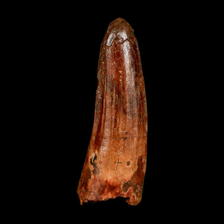 1.6" Spinosaurus Fossil Tooth 100 Million Years Old Cretaceous Dinosaur COA Stand