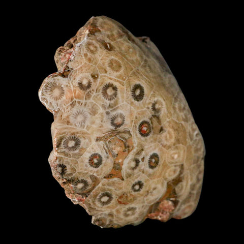 3.9" Polished Hexagonaria Coral Fossil Devonian Age 350 Million Yrs Old Morocco - Fossil Age Minerals