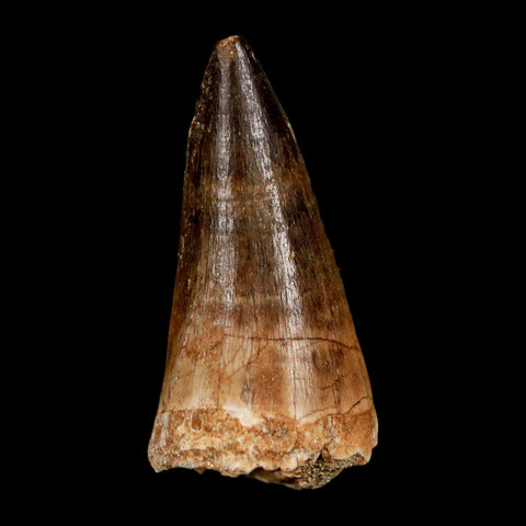 1.9" Mosasaur Hoffmanni Fossil Tooth Cretaceous Dinosaur Era COA & Stand - Fossil Age Minerals