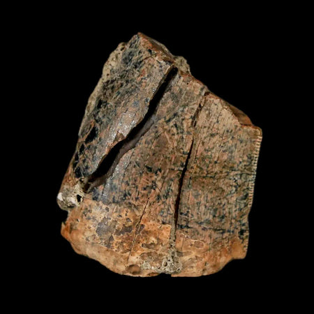 1" Tyrannosaurus Rex Fossil Tooth Section Lance Creek Cretaceous Dinosaur WY COA