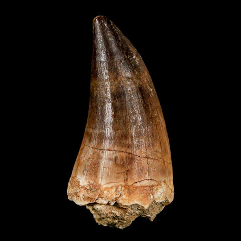 1.9" Mosasaur Hoffmanni Fossil Tooth Cretaceous Dinosaur Era COA & Stand - Fossil Age Minerals