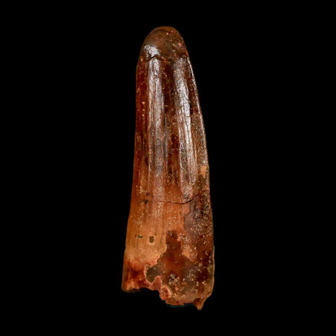 1.6" Spinosaurus Fossil Tooth 100 Million Years Old Cretaceous Dinosaur COA Stand