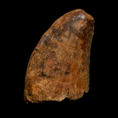 1.4" Carcharodontosaurus Fossil Tooth Cretaceous Dinosaur Morocco COA Stand