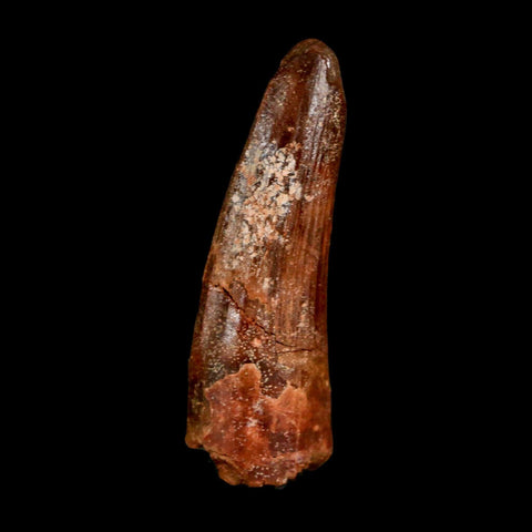 1.6" Spinosaurus Fossil Tooth 100 Million Years Old Cretaceous Dinosaur COA Stand
