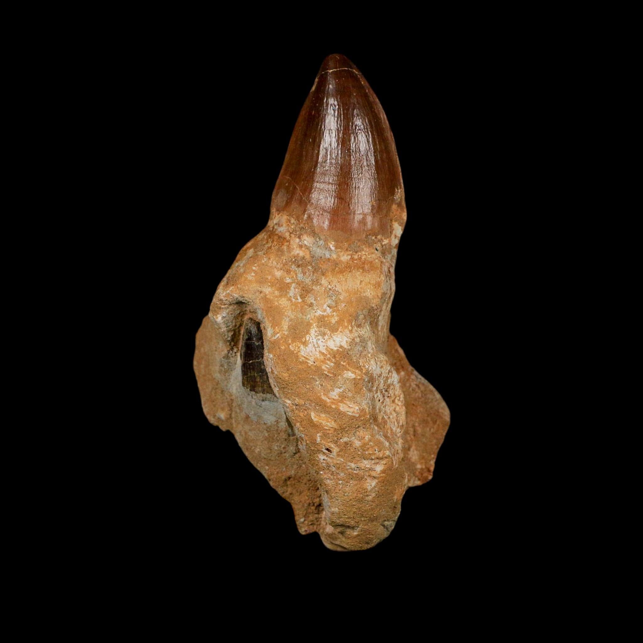 XL 3.8